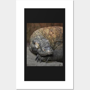 Komodo Dragon Posters and Art